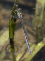 Ischnura hastata (Citrine Forktail) female.jpg